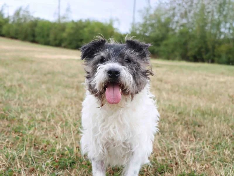 Scruff, male senior Cairn Terrier for adoption at Dogs Trust Darlington, Sadberge