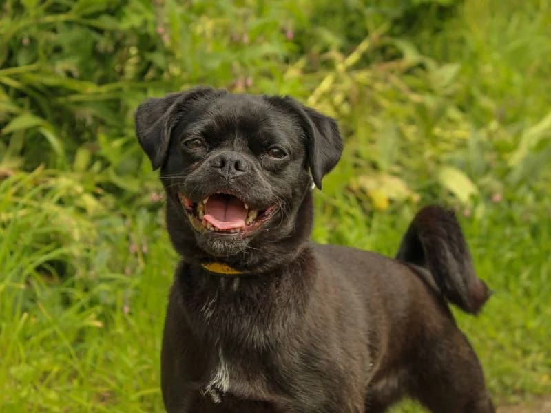 Lola, female young Jack Russell Terrier for adoption at Dogs Trust Darlington, Sadberge