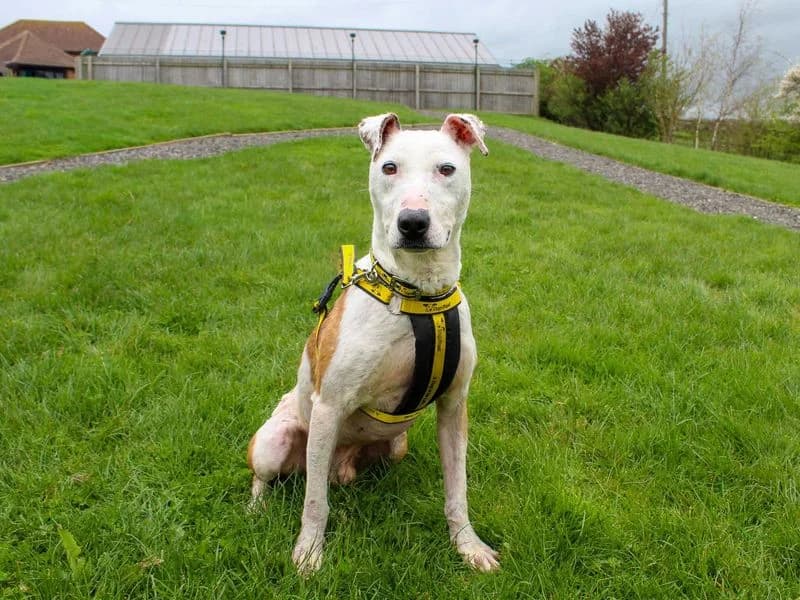 Patches, male young mixed breed for adoption at Dogs Trust Darlington, Sadberge
