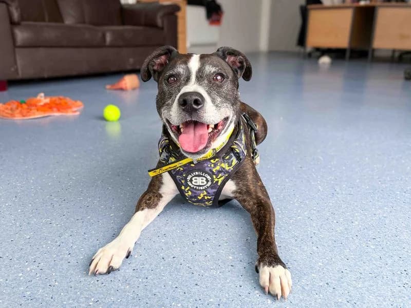 Marley, male senior Staffordshire Bull Terrier for adoption at Dogs Trust Darlington, Sadberge