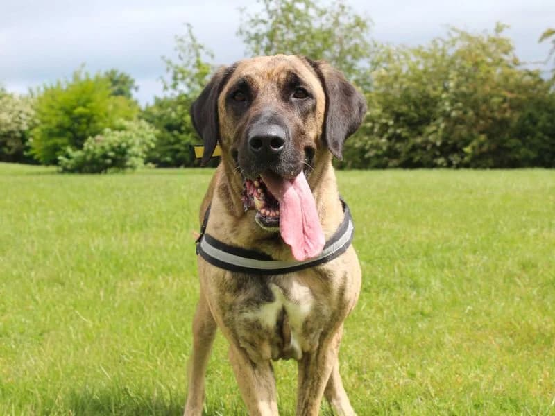Khaleesi, female 5yo mixed breed for adoption at Dogs Trust Darlington, Sadberge