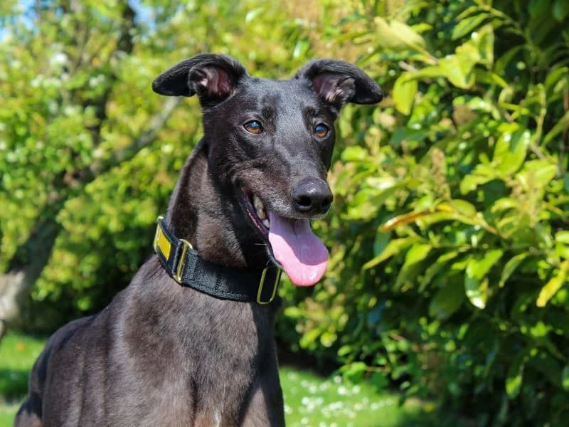 Theo, male 3yo Greyhound for adoption at Dogs Trust Darlington, Sadberge
