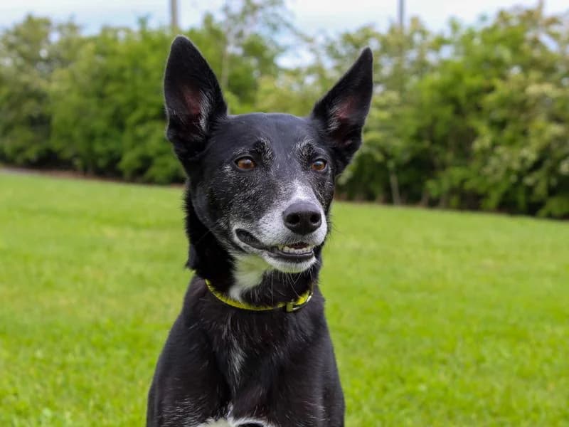 Eva, female 3yo Collie for adoption at Dogs Trust Darlington, Sadberge