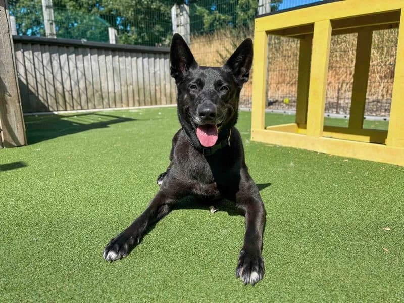 Shadow, female 5yo Belgian Malinois for adoption at Dogs Trust Darlington, Sadberge