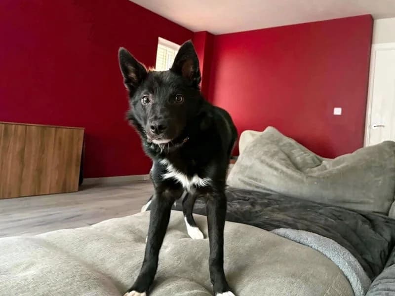 Roy, male puppy Border Collie for adoption at Dogs Trust Darlington, Sadberge