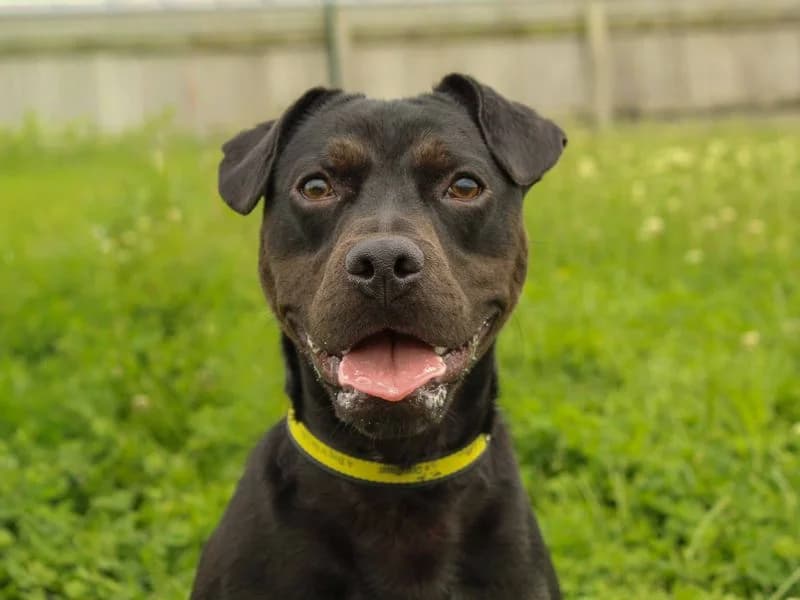 Brady, male puppy English Bulldog for adoption at Dogs Trust Darlington, Sadberge