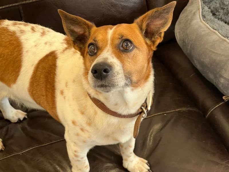 Buster, male senior Jack Russell Terrier for adoption at Dogs Trust Darlington, Sadberge