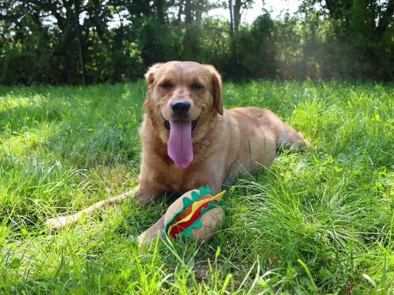Maggie, female young Labrador Retriever for adoption at Dogs Trust Darlington, Sadberge
