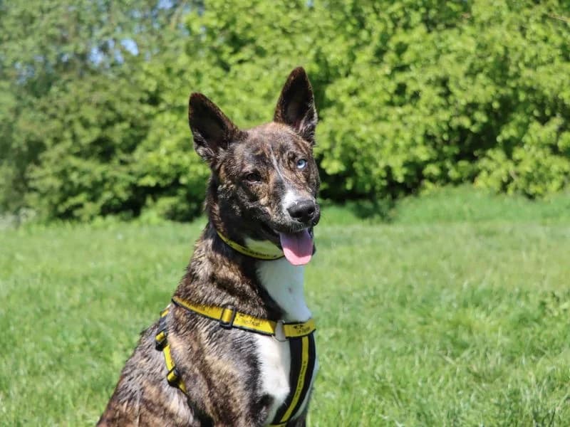 Saskia, female young Husky for adoption at Dogs Trust Darlington, Sadberge
