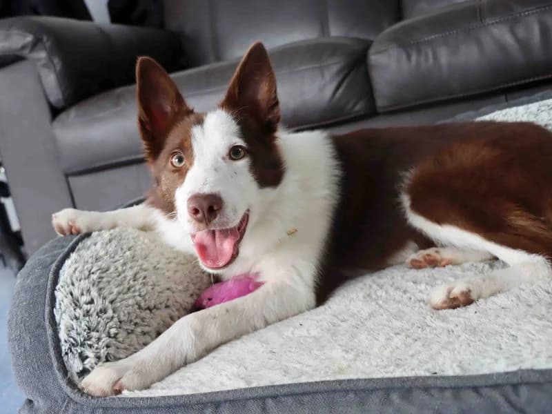 Penne, female puppy Border Collie for adoption at Dogs Trust Darlington, Sadberge