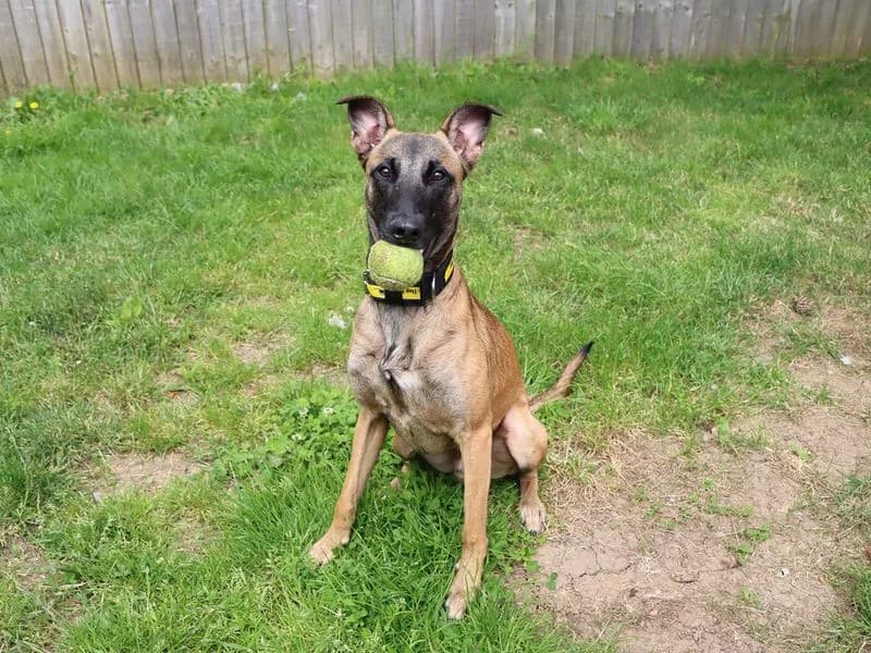 Sirius Black, male puppy Belgian Malinois for adoption at Dogs Trust Darlington, Sadberge