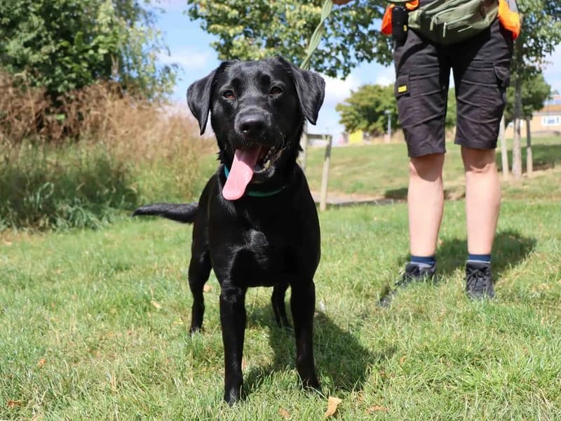 Maggie, female young Labrador Retriever for adoption at Dogs Trust Darlington, Sadberge