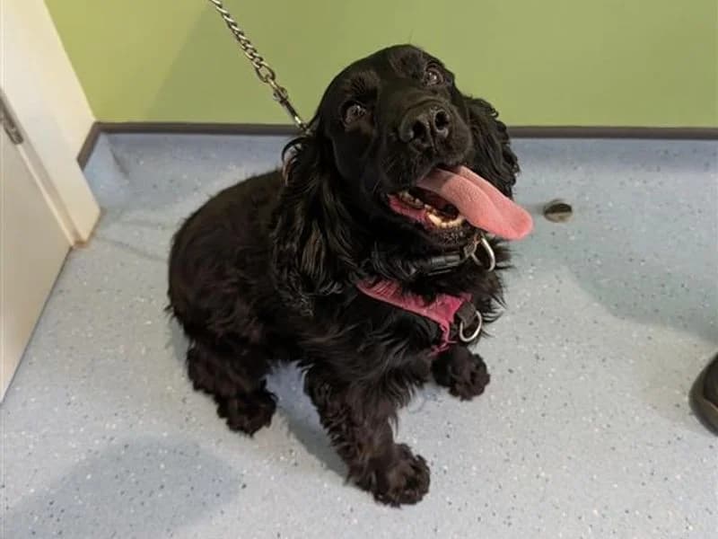 Zena, female 6yo Cocker Spaniel for adoption at Dogs Trust Darlington, Sadberge