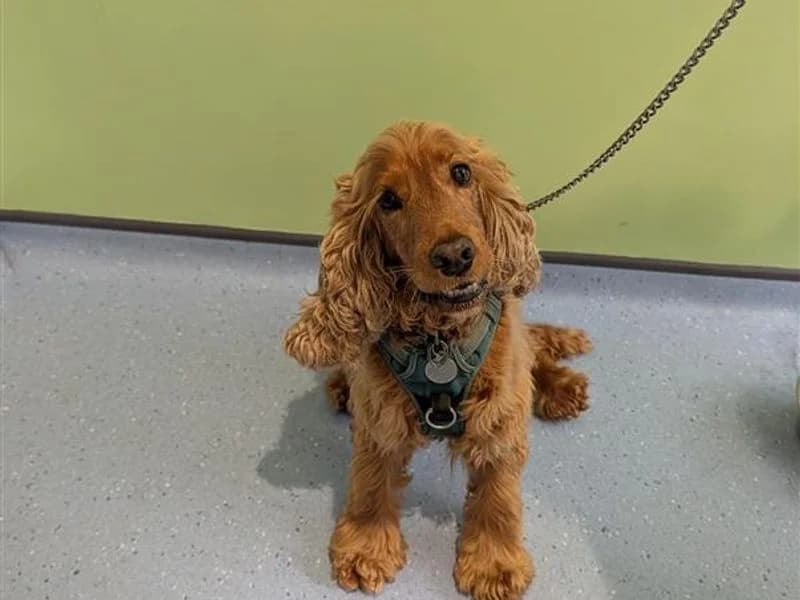 Hercules, male senior Cocker Spaniel for adoption at Dogs Trust Darlington, Sadberge
