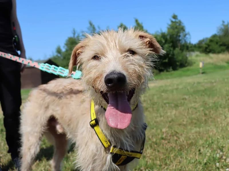 Buck, male young mixed breed for adoption at Dogs Trust Darlington, Sadberge