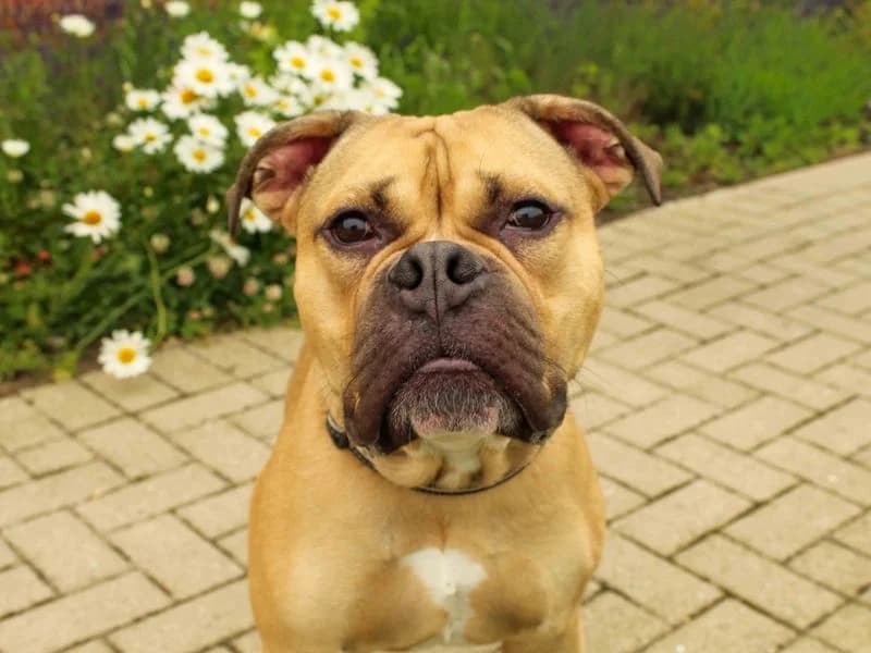 Dennis, male young Bullmastiff for adoption at Dogs Trust Darlington, Sadberge