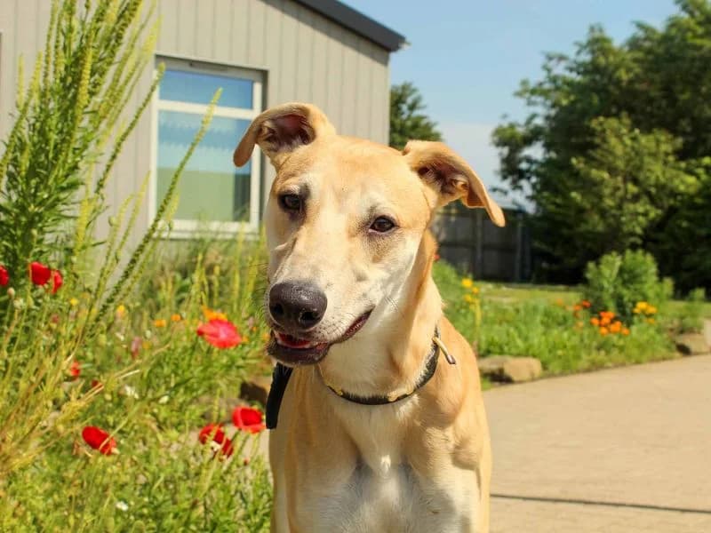 Benny, male puppy Lurcher for adoption at Dogs Trust Darlington, Sadberge