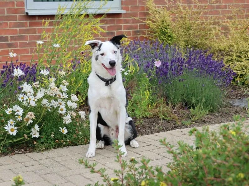 Monty, male 5yo Border Collie for adoption at Dogs Trust Darlington, Sadberge