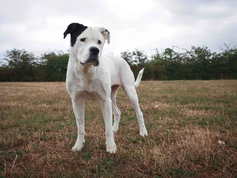 Snowdrop, female 6yo Mixed Breed for adoption at Dogs Trust Darlington, Sadberge