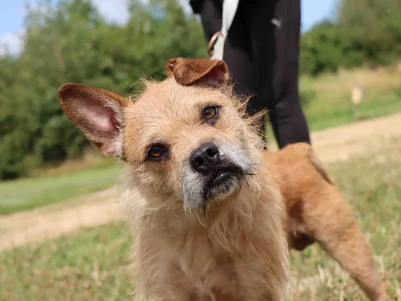 Tango, male 5yo Border Collie for adoption at Dogs Trust Darlington, Sadberge