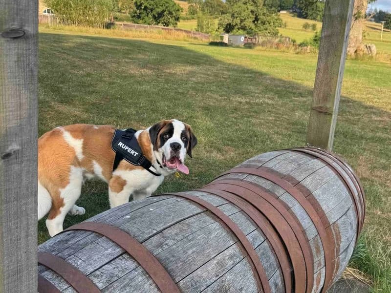 Rupert, male puppy Saint Bernard for adoption at Dogs Trust Darlington, Sadberge