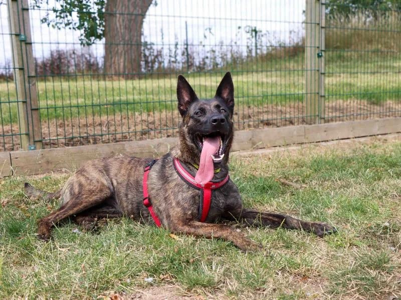 Lilo, female 4yo Dutch Shepherd for adoption at Dogs Trust Darlington, Sadberge