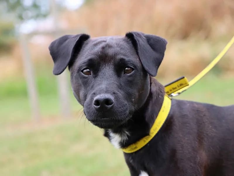 Winston, male young mixed breed for adoption at Dogs Trust Darlington, Sadberge