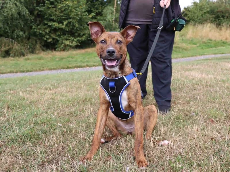 Lucy, female puppy American Staffordshire Terrier for adoption at Dogs Trust Darlington, Sadberge
