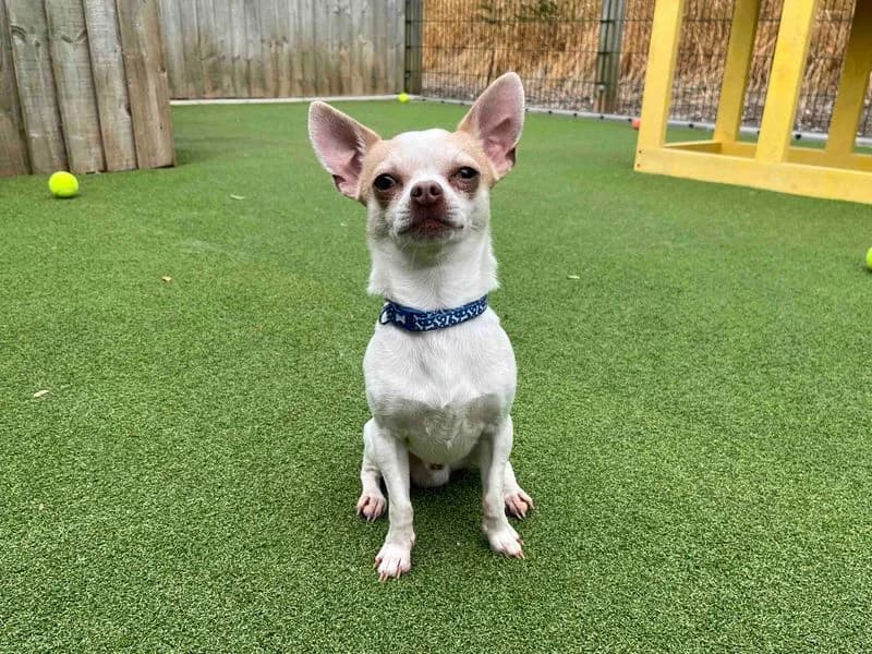 Charley, male 5yo Chihuahua for adoption at Dogs Trust Darlington, Sadberge