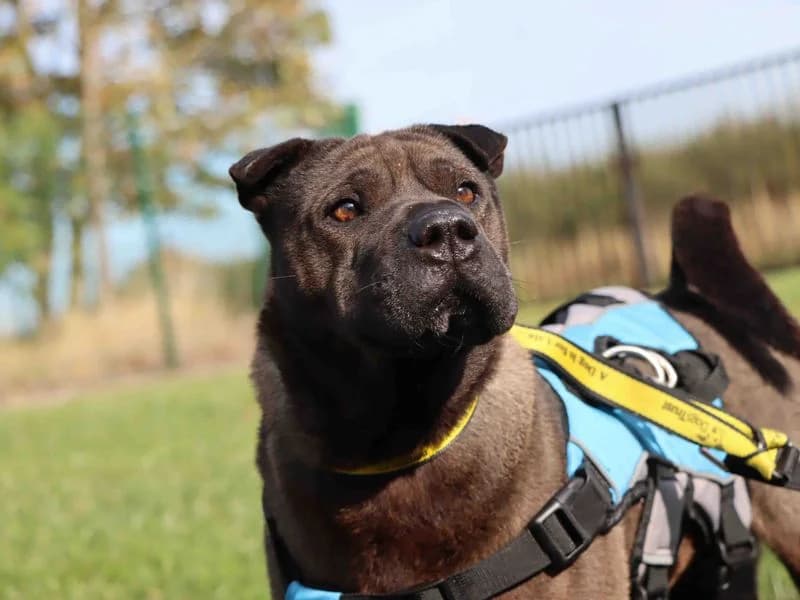 Trixie, female 7yo Shar Pei for adoption at Dogs Trust Darlington, Sadberge