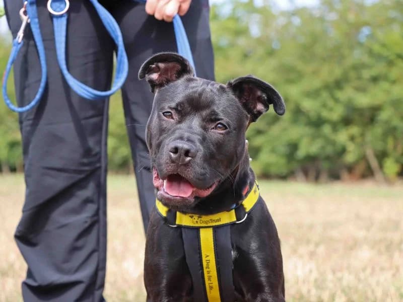 Luca, male puppy Staffordshire Bull Terrier for adoption at Dogs Trust Darlington, Sadberge