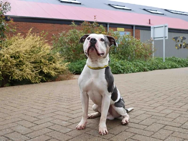 Moose, male 6yo mixed breed for adoption at Dogs Trust Darlington, Sadberge