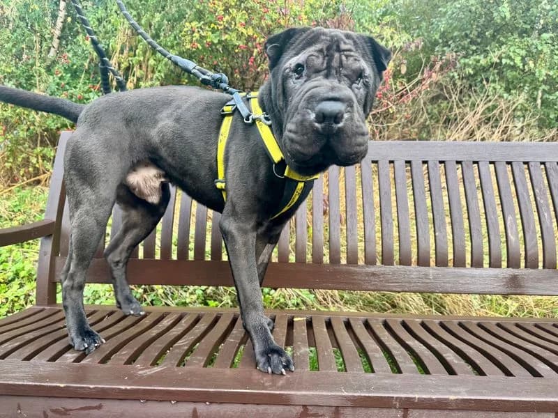 Hugo, male 3yo Shar Pei for adoption at Dogs Trust Darlington, Sadberge