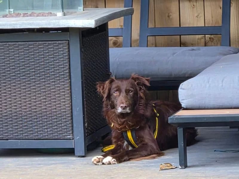 Teddy, male 3yo Border Collie for adoption at Dogs Trust Darlington, Sadberge