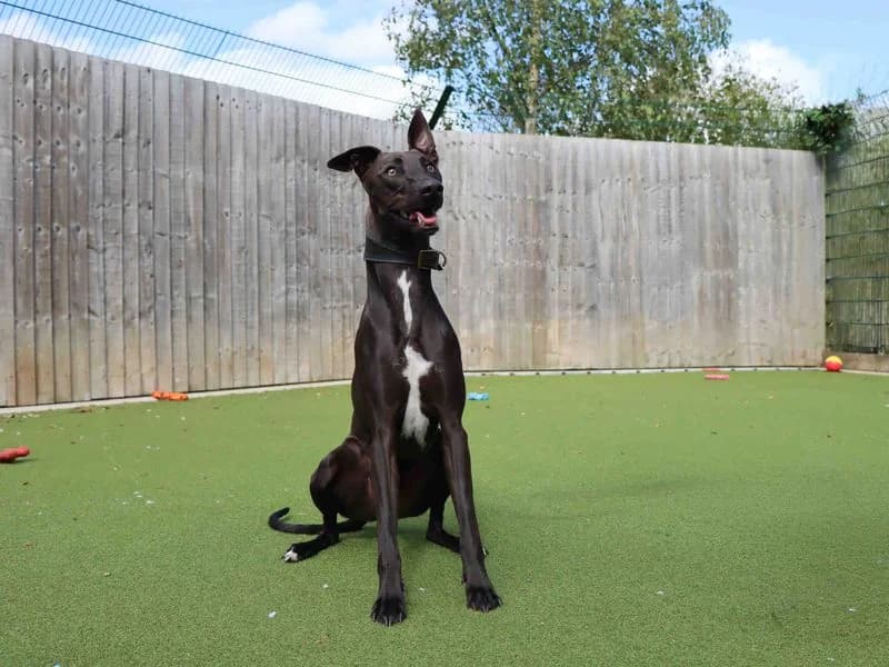 Eddie, male young Lurcher for adoption at Dogs Trust Darlington, Sadberge