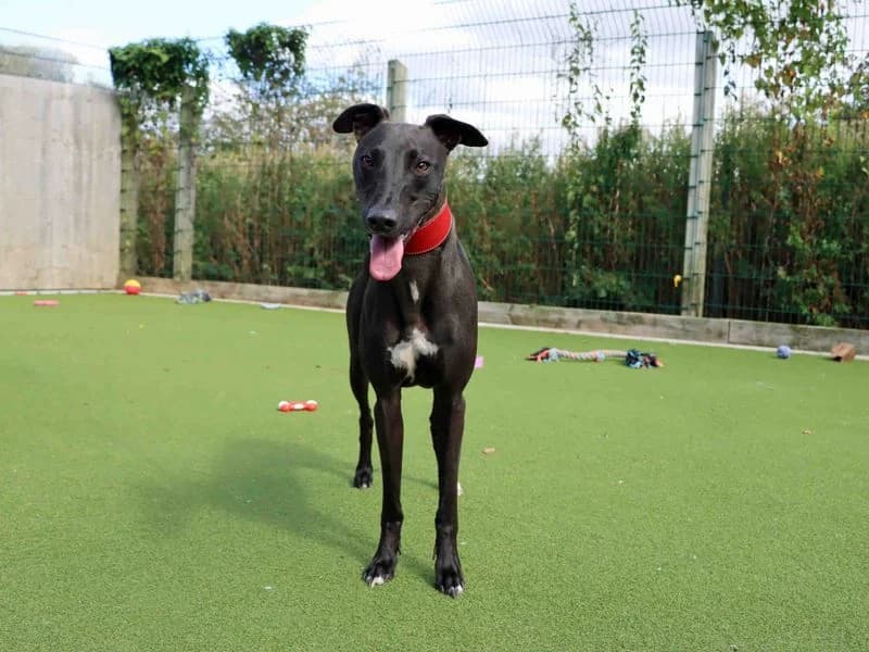 Oscar, male young Lurcher for adoption at Dogs Trust Darlington, Sadberge