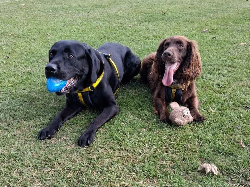 Bear, male senior Labrador Retriever for adoption at Dogs Trust Darlington, Sadberge