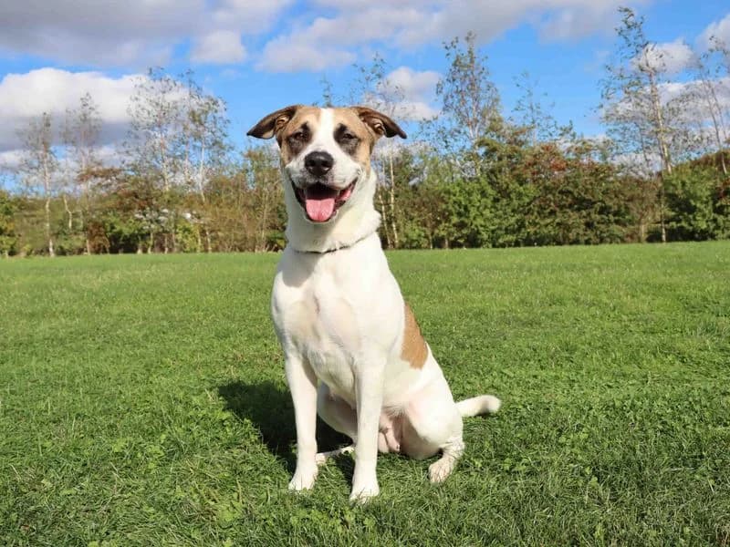 Lulu, female young Akita for adoption at Dogs Trust Darlington, Sadberge