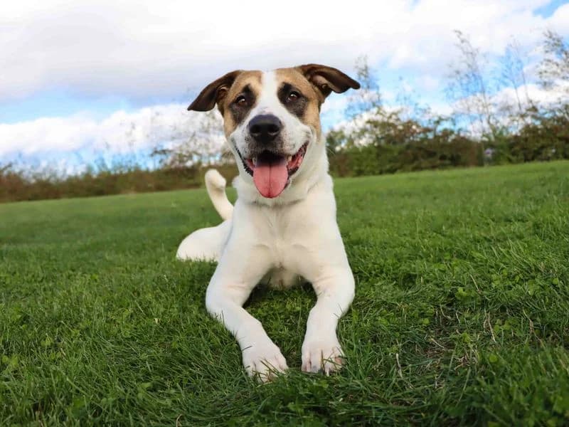 Lulu, female young Akita for adoption at Dogs Trust Darlington, Sadberge