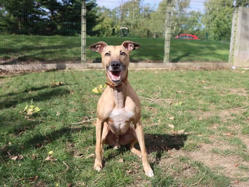 Maverick, male young mixed breed for adoption at Dogs Trust Darlington, Sadberge