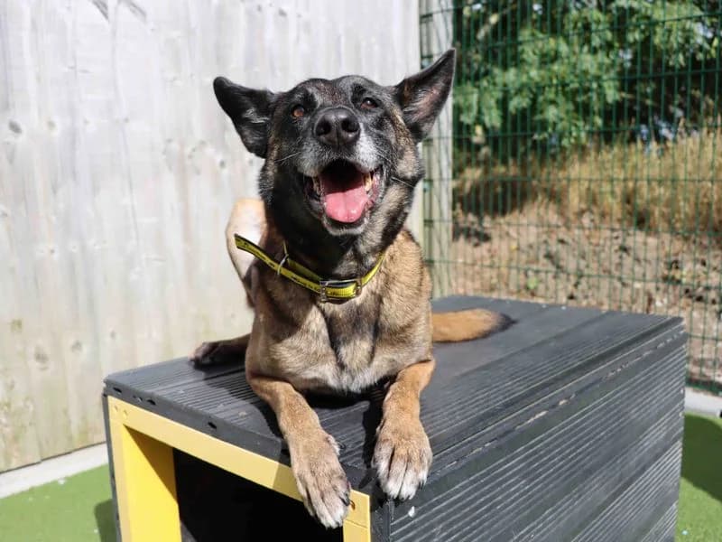 Maggie, female senior Belgian Malinois for adoption at Dogs Trust Darlington, Sadberge