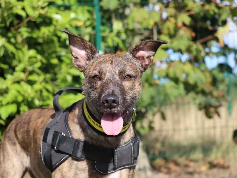 Elle, female 5yo Lurcher for adoption at Dogs Trust Darlington, Sadberge