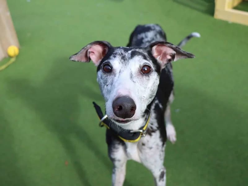 Belle, female 5yo Lurcher for adoption at Dogs Trust Darlington, Sadberge