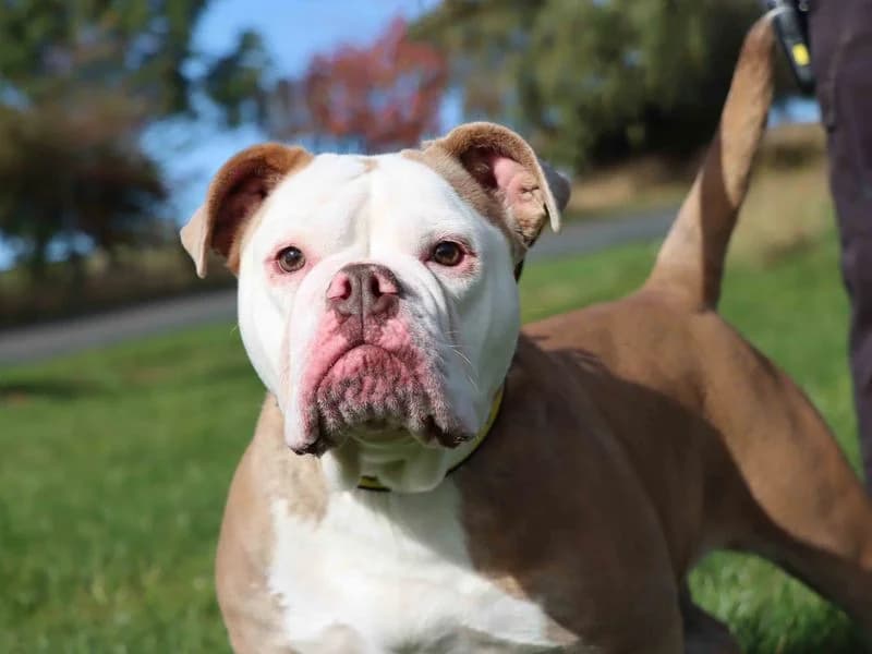 Doris, female 3yo English Bulldog for adoption at Dogs Trust Darlington, Sadberge