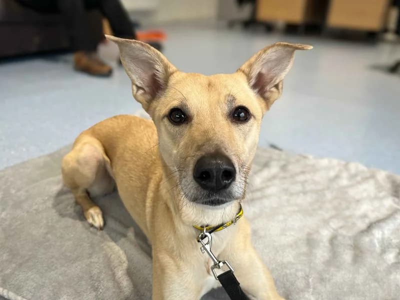 Lara, female 5yo Lurcher for adoption at Dogs Trust Darlington, Sadberge