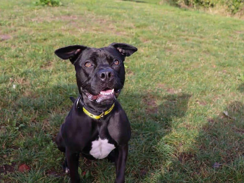 Olive, female young Labrador Retriever for adoption at Dogs Trust Darlington, Sadberge