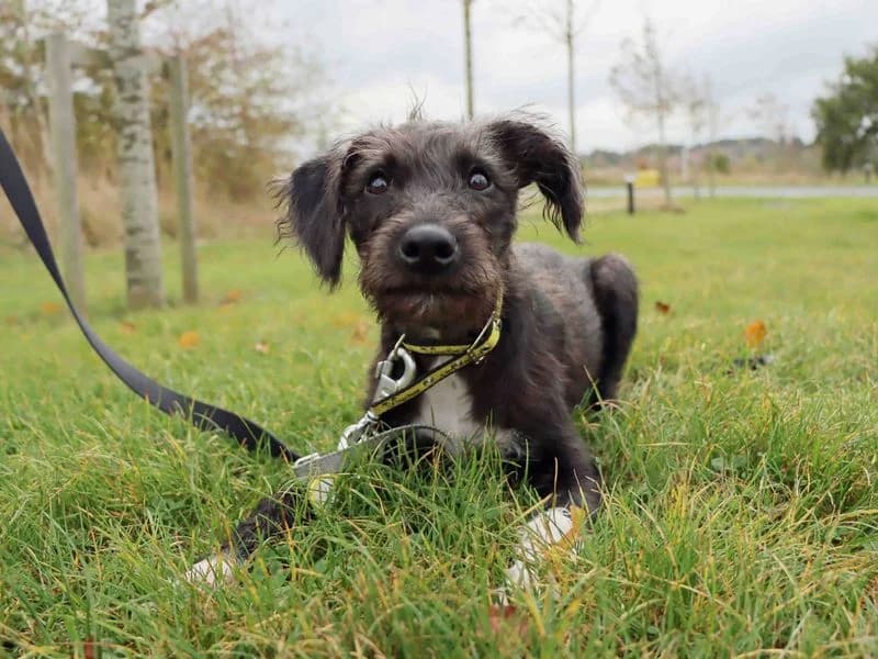 Toby, male puppy mixed breed for adoption at Dogs Trust Darlington, Sadberge
