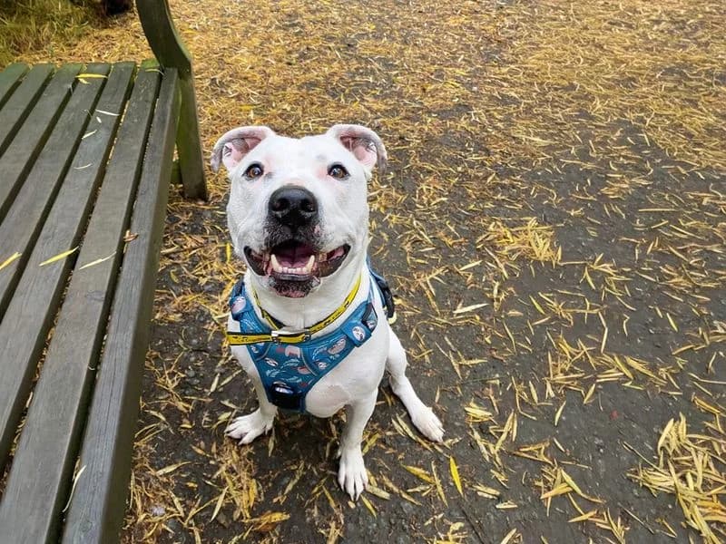 Tetley, male senior Staffordshire Bull Terrier for adoption at Dogs Trust Basildon, Wickford