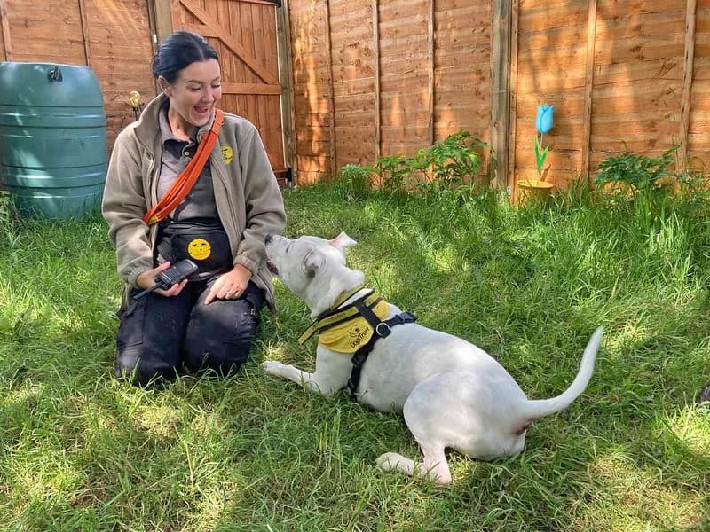 Tetley, male senior Staffordshire Bull Terrier for adoption at Dogs Trust Basildon, Wickford