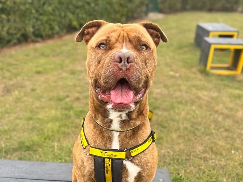 Stanley, male 3yo Staffordshire Bull Terrier for adoption at Dogs Trust Basildon, Wickford